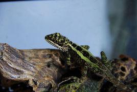 雲南龍蜥 雲南龍蜥