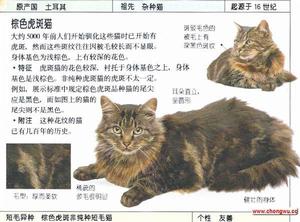 非純種長毛貓