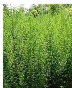 正宇棉4號 正宇棉4號