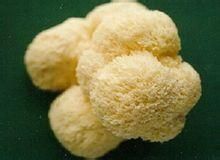 武當猴頭 武當猴頭