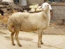 窪地綿羊 窪地綿羊