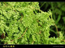 海金沙草圖冊陽作仁/攝影