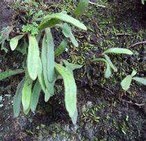 線葉石韋 線葉石韋