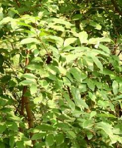 山胡椒葉 山胡椒葉