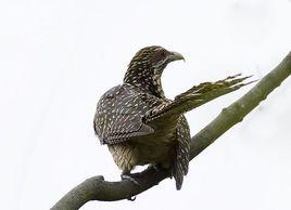 噪鵑摩鹿加北島亞種 噪鵑摩鹿加北島亞種