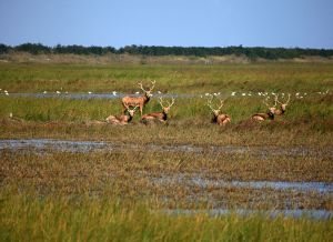 大豐麋鹿自然保護區