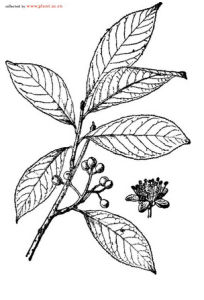 毛背花楸 毛背花楸