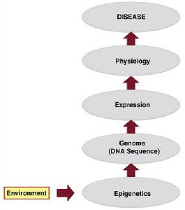 環境因素的致病過程