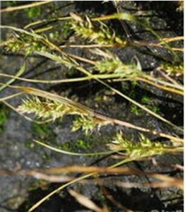 灰帽薹草 灰帽薹草