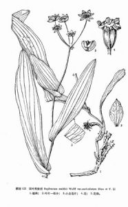 耳葉黑柴胡 耳葉黑柴胡