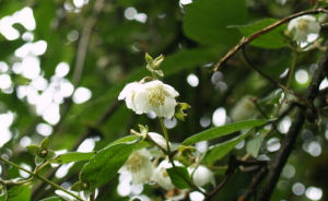 黑萼山梅花 黑萼山梅花