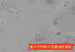 膨脹橋彎藻 膨脹橋彎藻