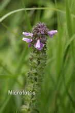 小米草提取物 小米草提取物