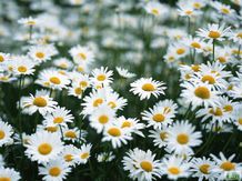 德國洋甘菊種植基地