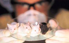 FucM基因 FucM基因