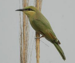 綠喉蜂虎斯里蘭卡亞種 綠喉蜂虎斯里蘭卡亞種