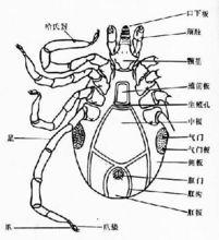 陸生昆蟲的氣門--硬蜱雄蟲腹面