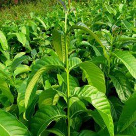 桃花心木屬 桃花心木屬