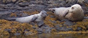 在法羅群島（Faroe Islands）的小灰海豹