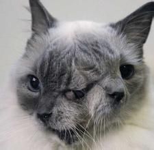 美國雙面貓 美國雙面貓