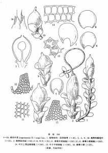 曾氏葉苔 曾氏葉苔