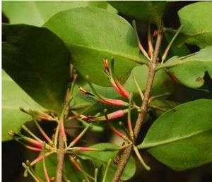 牛筋刺寄生 牛筋刺寄生