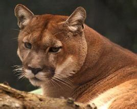 安第斯山美洲獅 安第斯山美洲獅