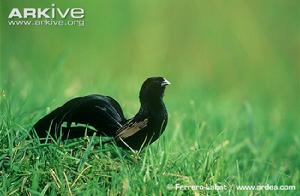 傑氏巧織雀 傑氏巧織雀