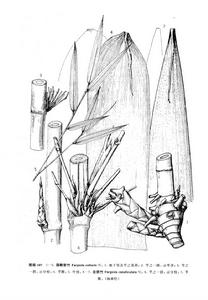 頸鞘箭竹 頸鞘箭竹