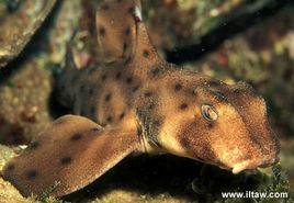 佛氏虎鯊 佛氏虎鯊