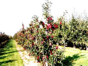 觀光果園 觀光果園