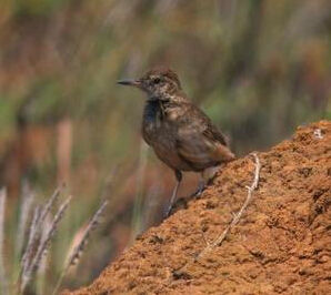 草原掘穴雀 草原掘穴雀