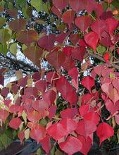 烏桕赤于楓，園林二月中。