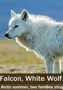 白鷹雪狼 白鷹雪狼