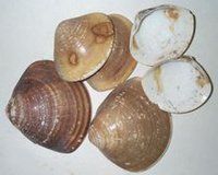 圖為半內棲動物