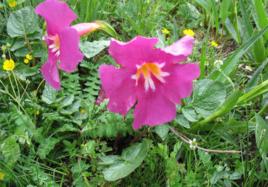 大花雞肉參 大花雞肉參