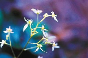 雙喙虎耳草 雙喙虎耳草