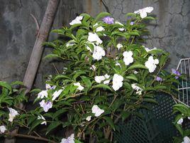 五色茉莉 五色茉莉