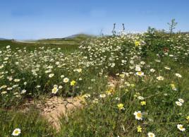田春黃菊 田春黃菊