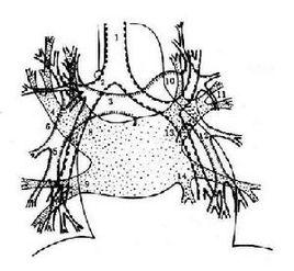 肺門密度 肺門密度