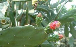 梨果仙人掌[草藥]