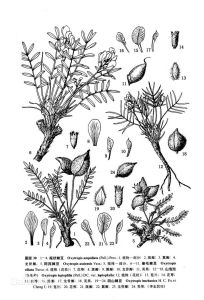 五台山棘豆 五台山棘豆