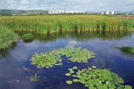 雲南石屏異龍湖國家濕地公園 雲南石屏異龍湖國家濕地公園