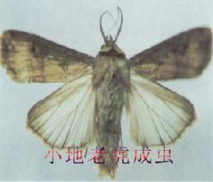 （圖）小地老虎成蟲