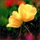 雨中花[詞牌名]