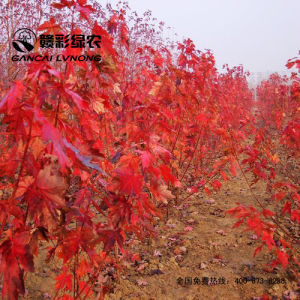 美國紅楓十月光輝 美國紅楓十月光輝