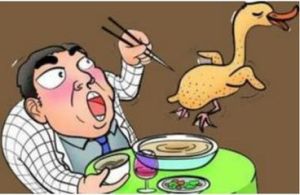 煮熟的鴨子飛了