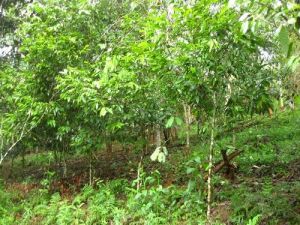 金平哥納香 金平哥納香