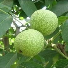 金薄香1號 金薄香1號