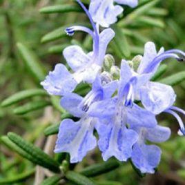 迷迭香提取物 迷迭香提取物